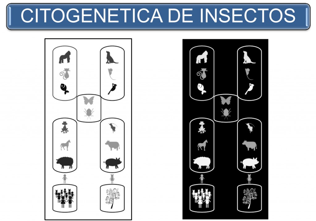 Citogenetica de insectos